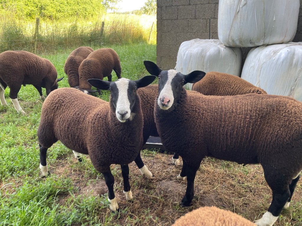 Zwartbles Schapen, jaarling ooien en ooi en ramlammeren., Vrouwelijk, Schaap, 0 tot 2 jaar
