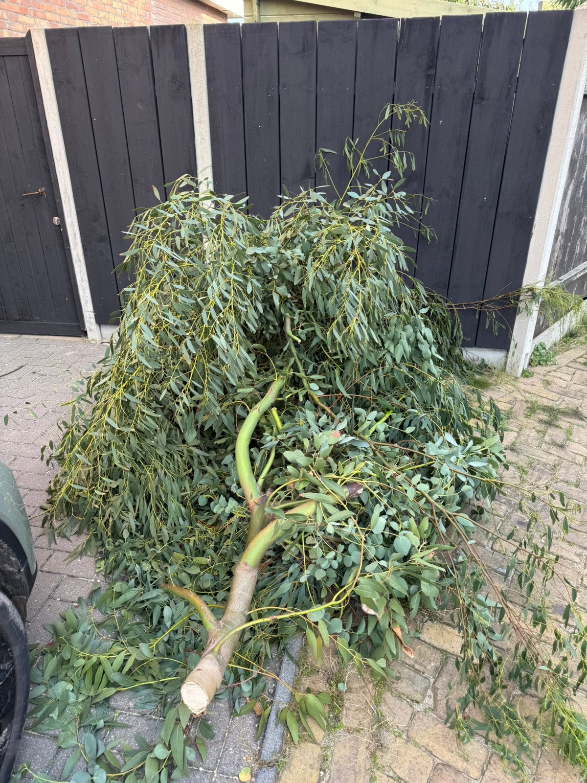 Eucalyptus tak, Tuin en Terras, Ophalen, Volle zon, Overige soorten, Minder dan 100 cm