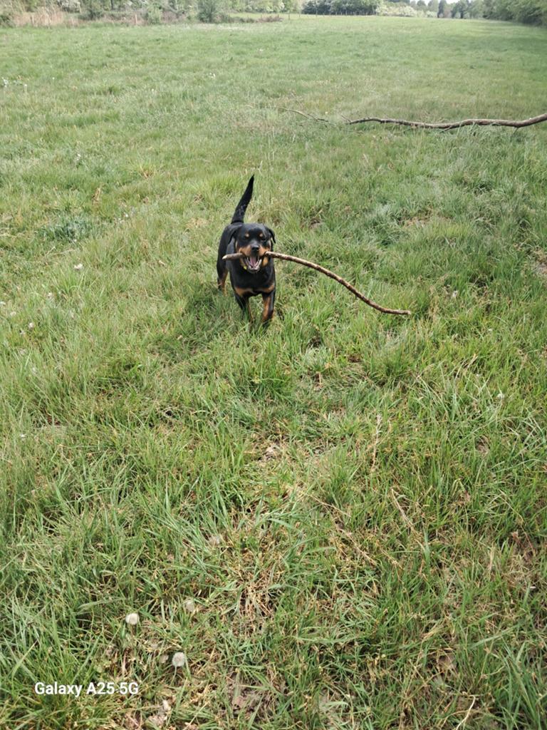 Rotweiler/ kruising gezocht voor goed huisje, Geslacht onbekend, Eén hond, 3 tot 5 jaar, Nederland