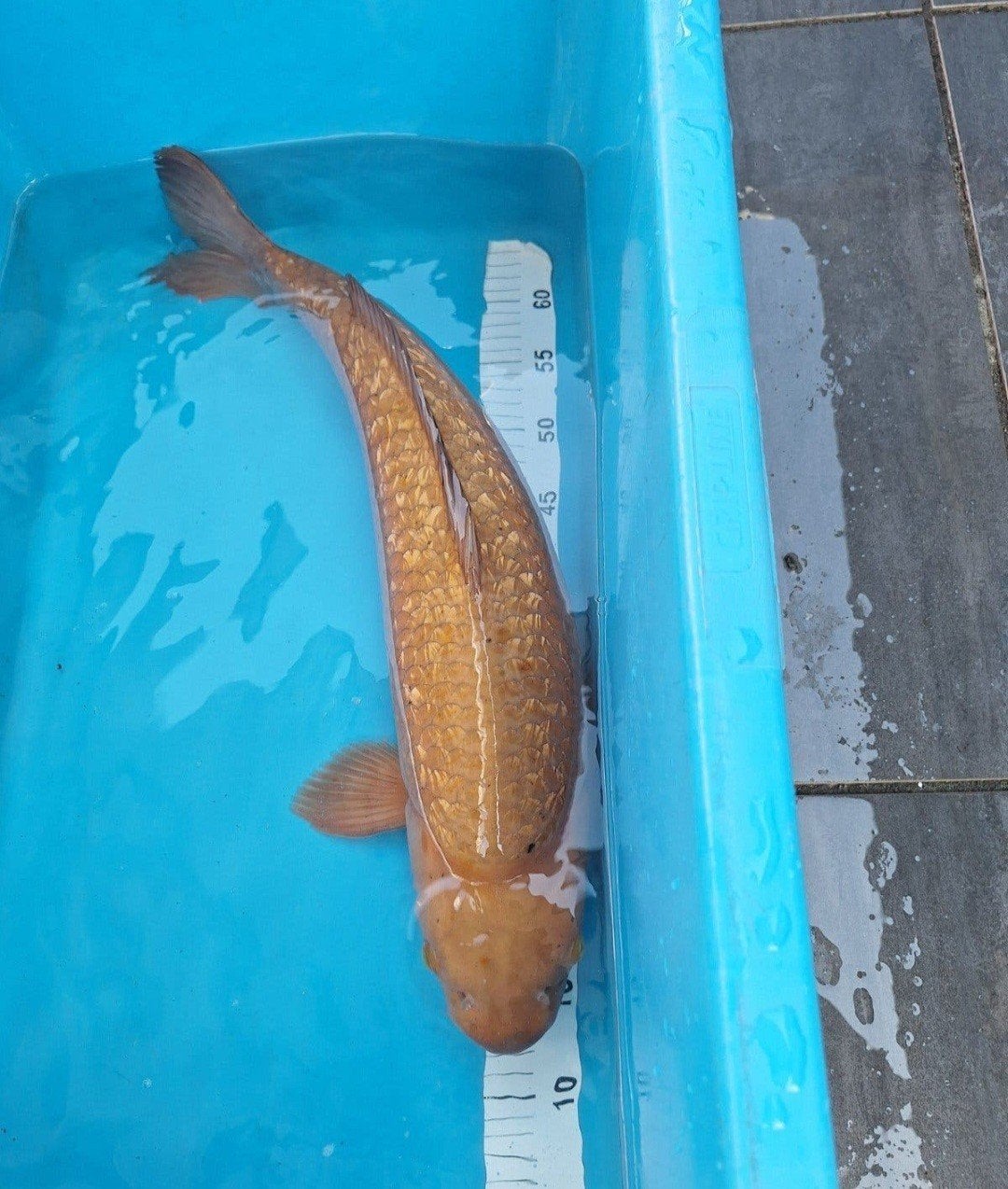 koikarper chagoi, Dieren en Toebehoren, Karper of Koi