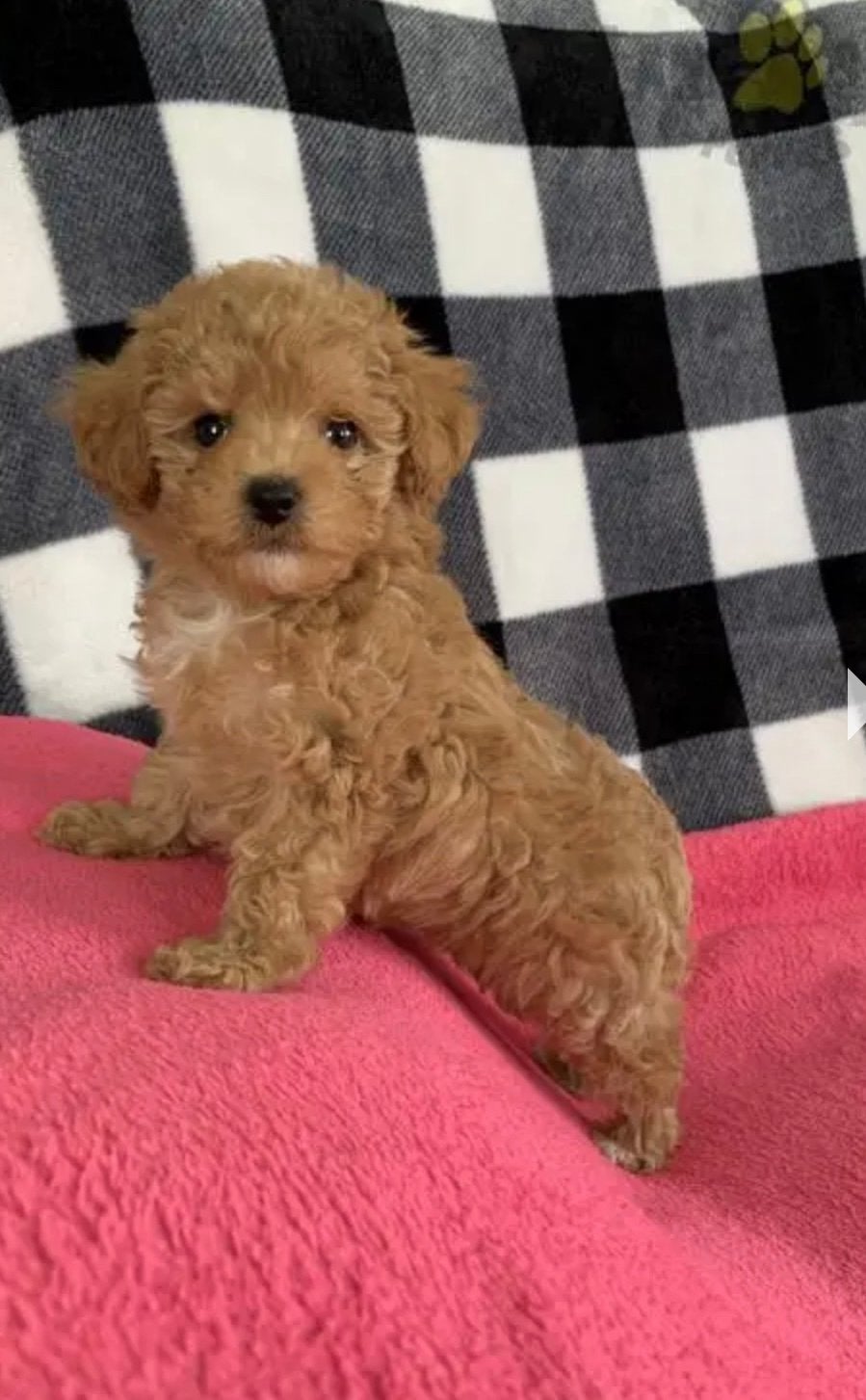 Toy poodle, Ophalen of Verzenden