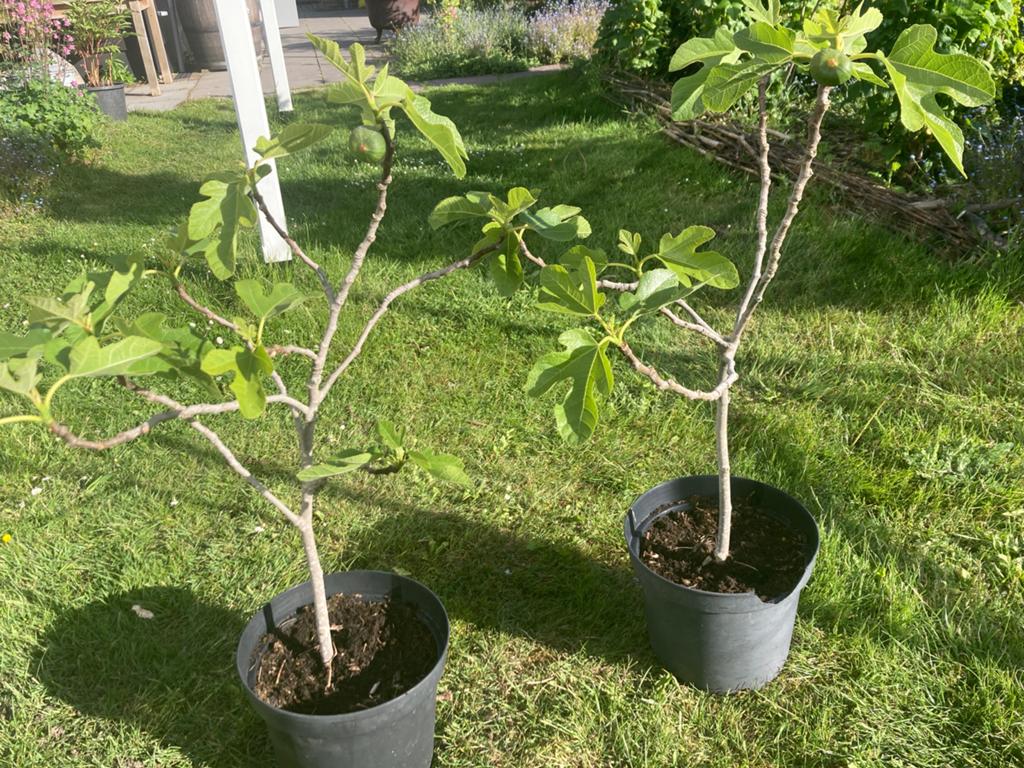 Vijgenboompje 'Brown Turkey', Ophalen, Minder dan 100 cm, Overige soorten, Volle zon