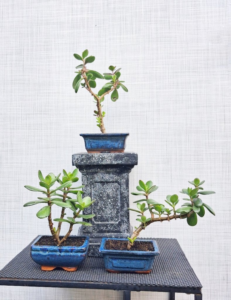3 Bonsai- Crassula Vetplanten, Huis en Inrichting, In pot, Minder dan 100 cm, Bonsai, Groene kamerplant