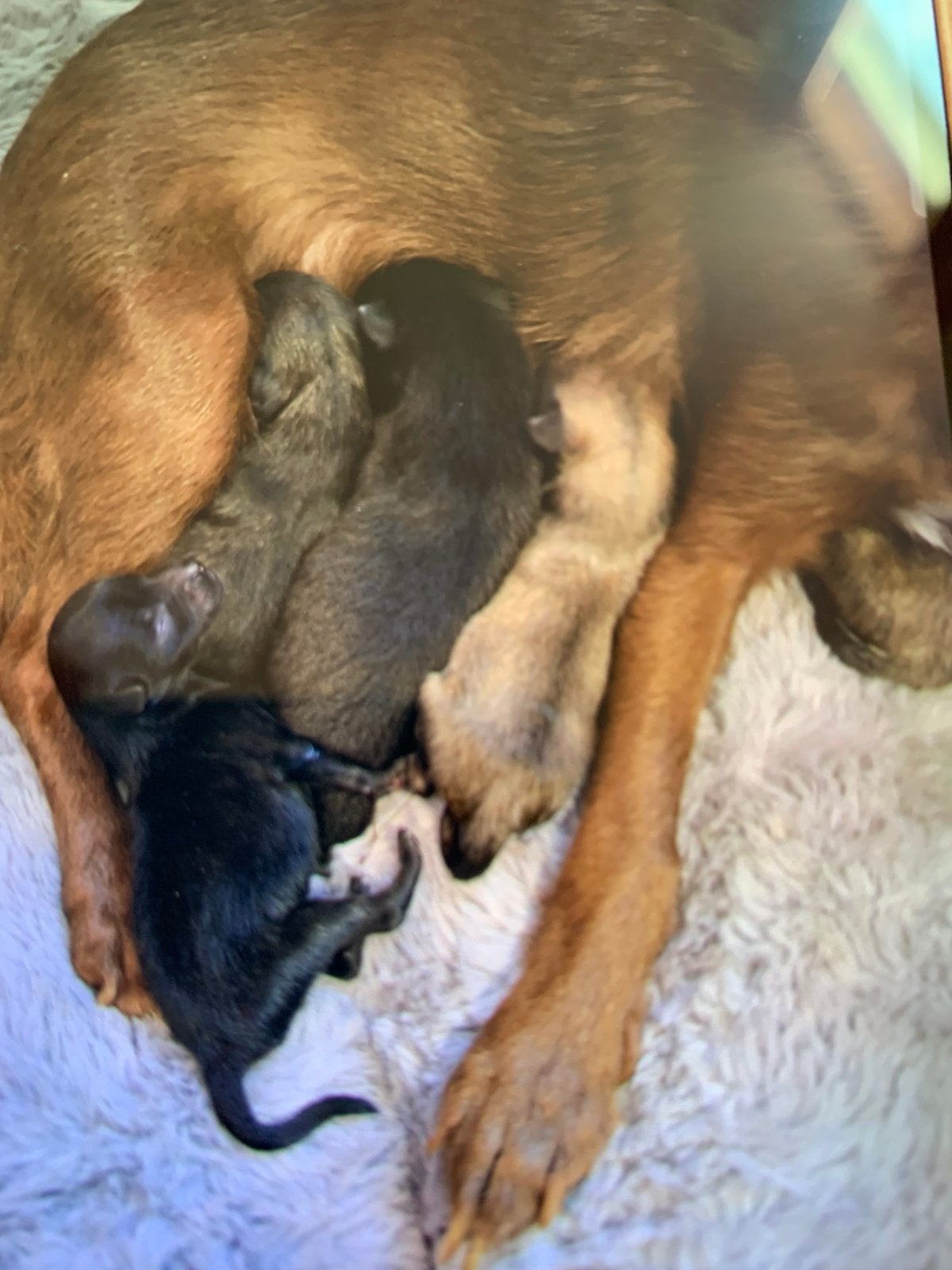 Pomchi pups, Overige rassen, 8 tot 15 weken, Meerdere, Meerdere dieren
