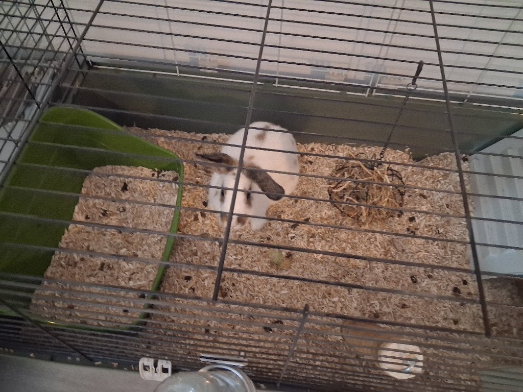 Konijnen, Dieren en Toebehoren, Konijnen, Meerdere dieren, Middelgroot, Hangoor, 0 tot 2 jaar