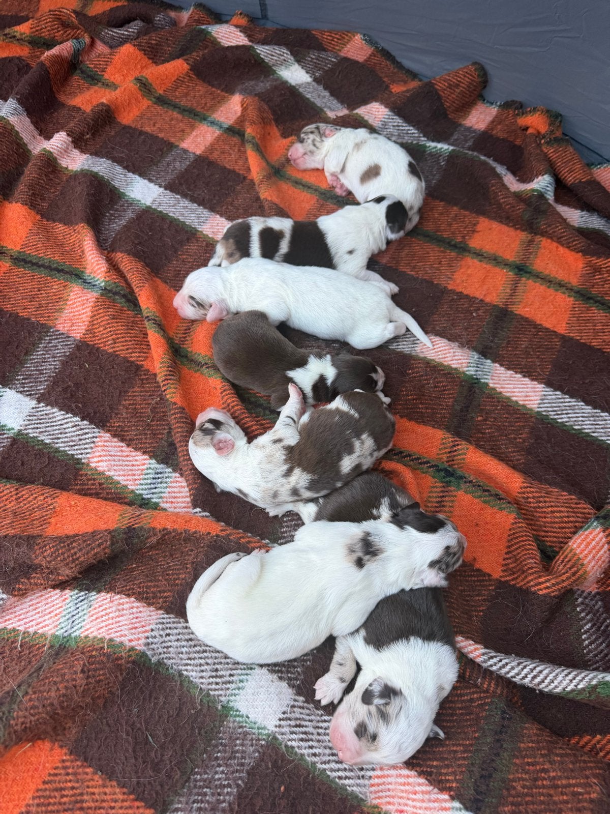 Prachtige Australian Shepherd-kruising pups beschikbaar, 8 tot 15 weken, Parvo, Meerdere, Meerdere dieren