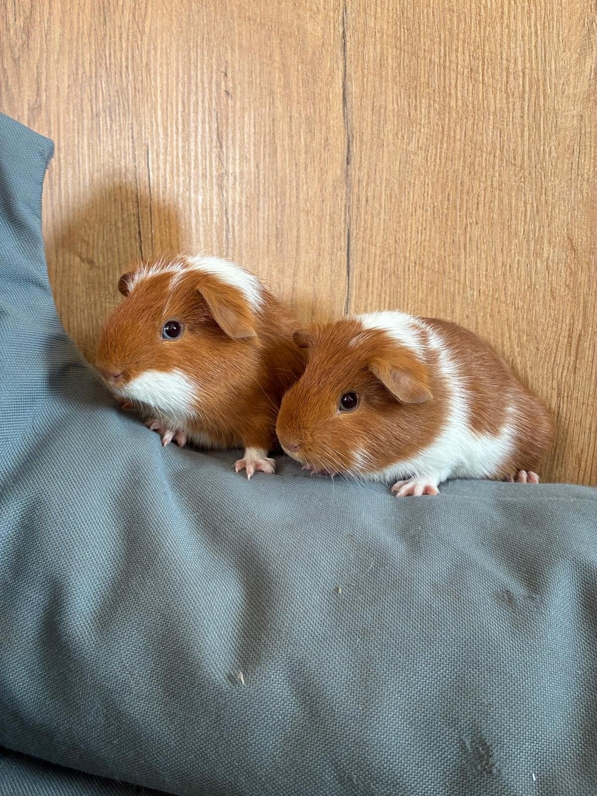 2 lieve cavia's, Juni, Mannelijk, Cavia