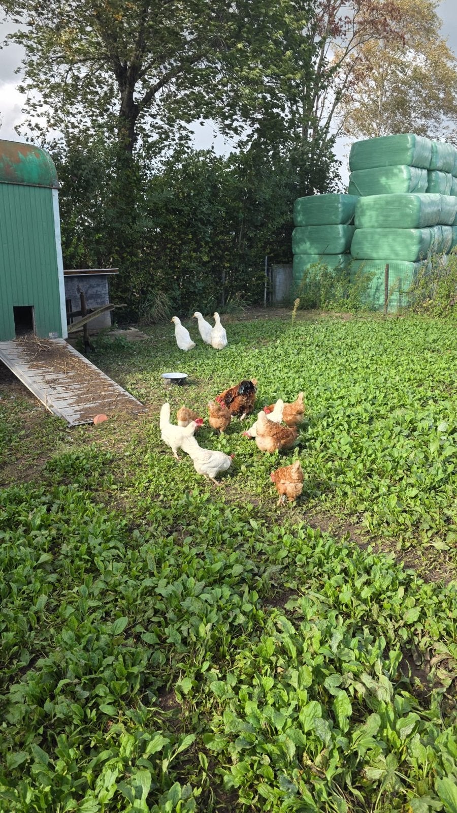 Diversen legkippen en peking eenden, Dieren en Toebehoren, Vrouwelijk, Kip