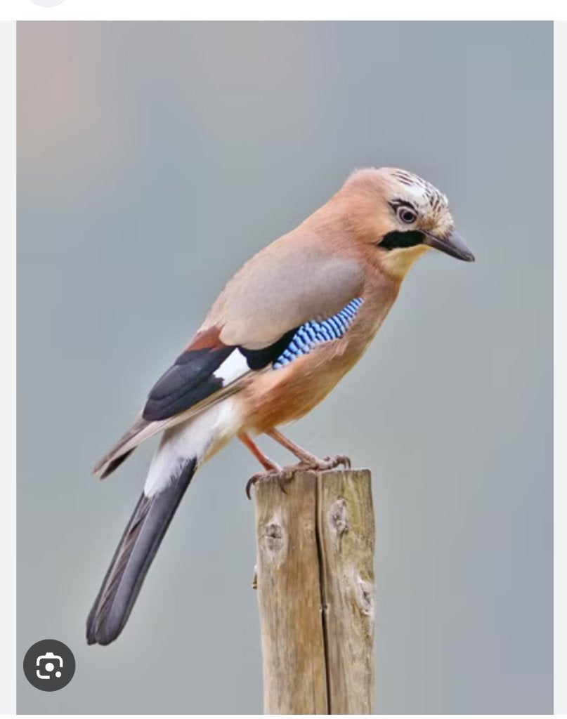 Vlaamse gaai, Dieren en Toebehoren, Meerdere dieren, Roofvogel, Geringd