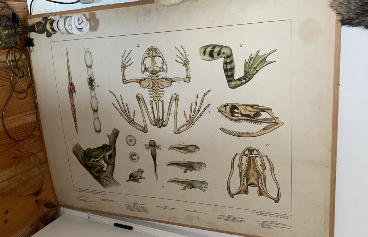 Vintage schoolplaat / wandkaart - Bijplaat in sloot en plas, Ophalen, Natuur en Biologie