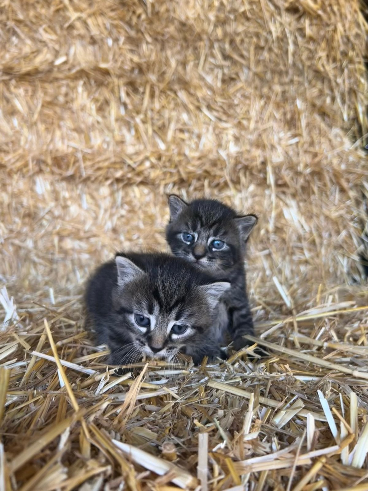 2 Kittens, Dieren en Toebehoren, Meerdere dieren, Langharig, 0 tot 2 jaar