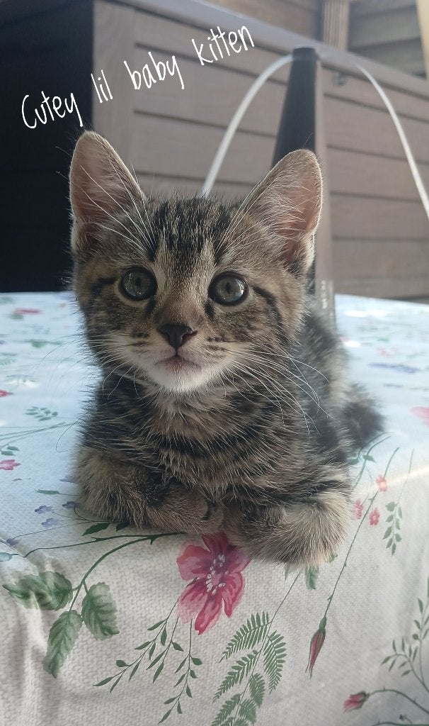 Ontzettend mooie, lieve en gezonde katerkitten (Bengaal-mix), Kater, Ontwormd, 0 tot 2 jaar