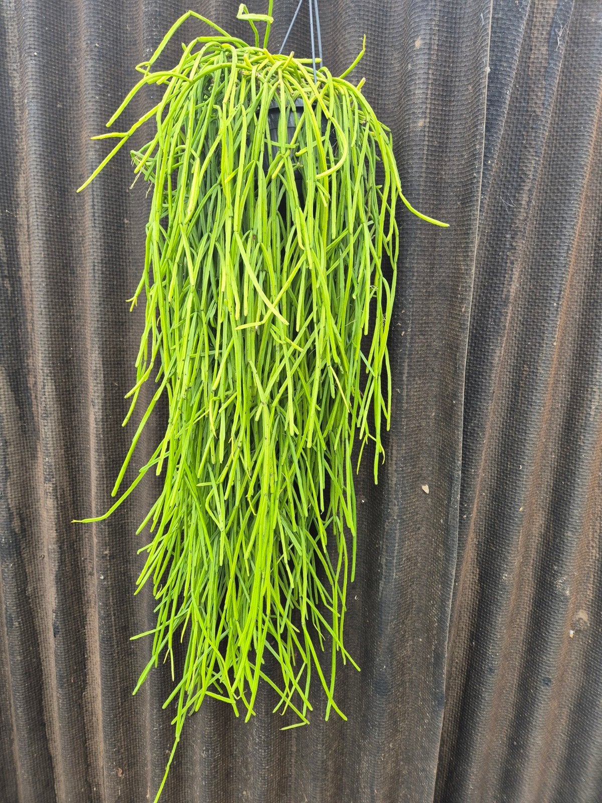 Rhipsalis Kirbergii XXL p14, Ophalen of Verzenden, Halfschaduw
