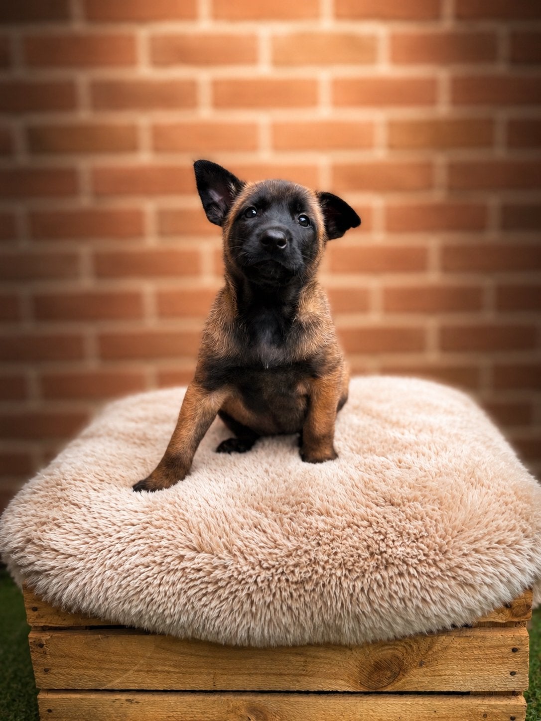 Prachtige mechelse herder pups, Parvo, 8 tot 15 weken, Meerdere, Meerdere dieren