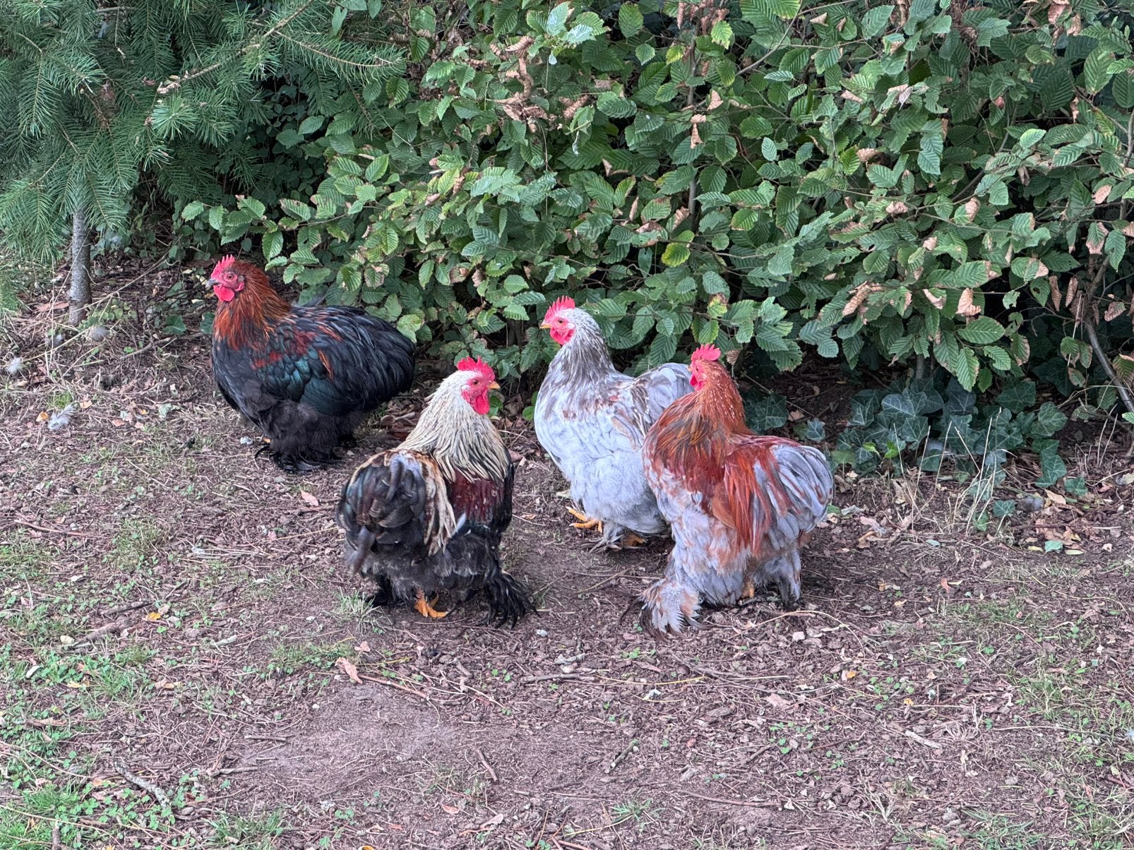 5 cochin hanen, Dieren en Toebehoren, Mannelijk, Kip