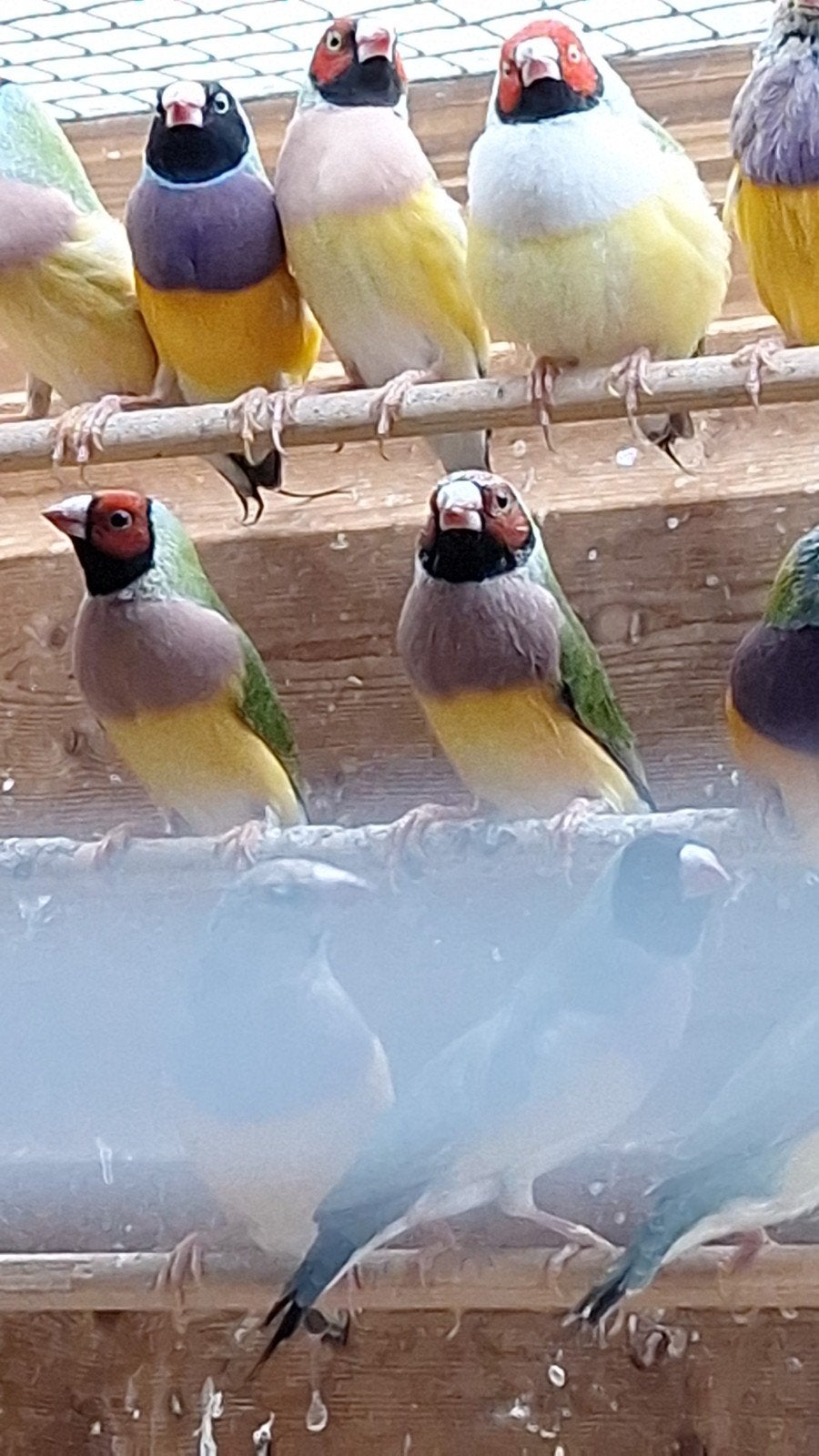 Mooie jonge gouldamadine, Meerdere dieren