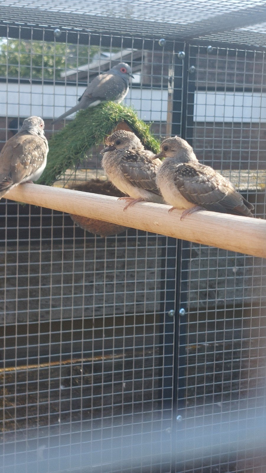 Jonge diamantduifjes, Meerdere dieren