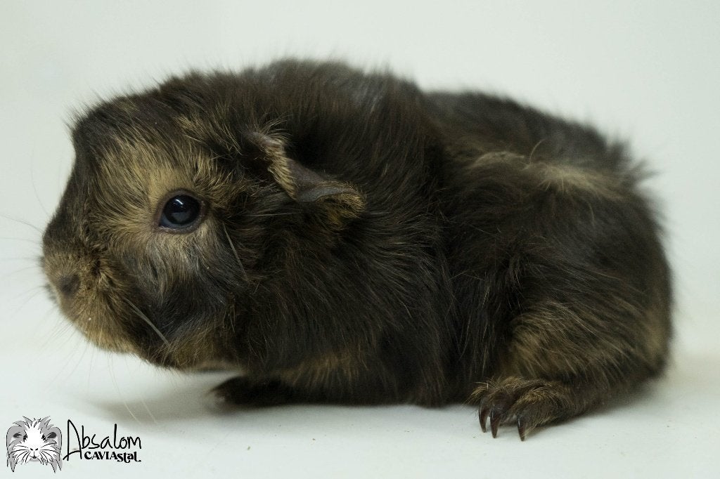 Choco lux buff witte california choco? peruvian cavia zeugje, Cavia, Augustus, Mannelijk, Tam