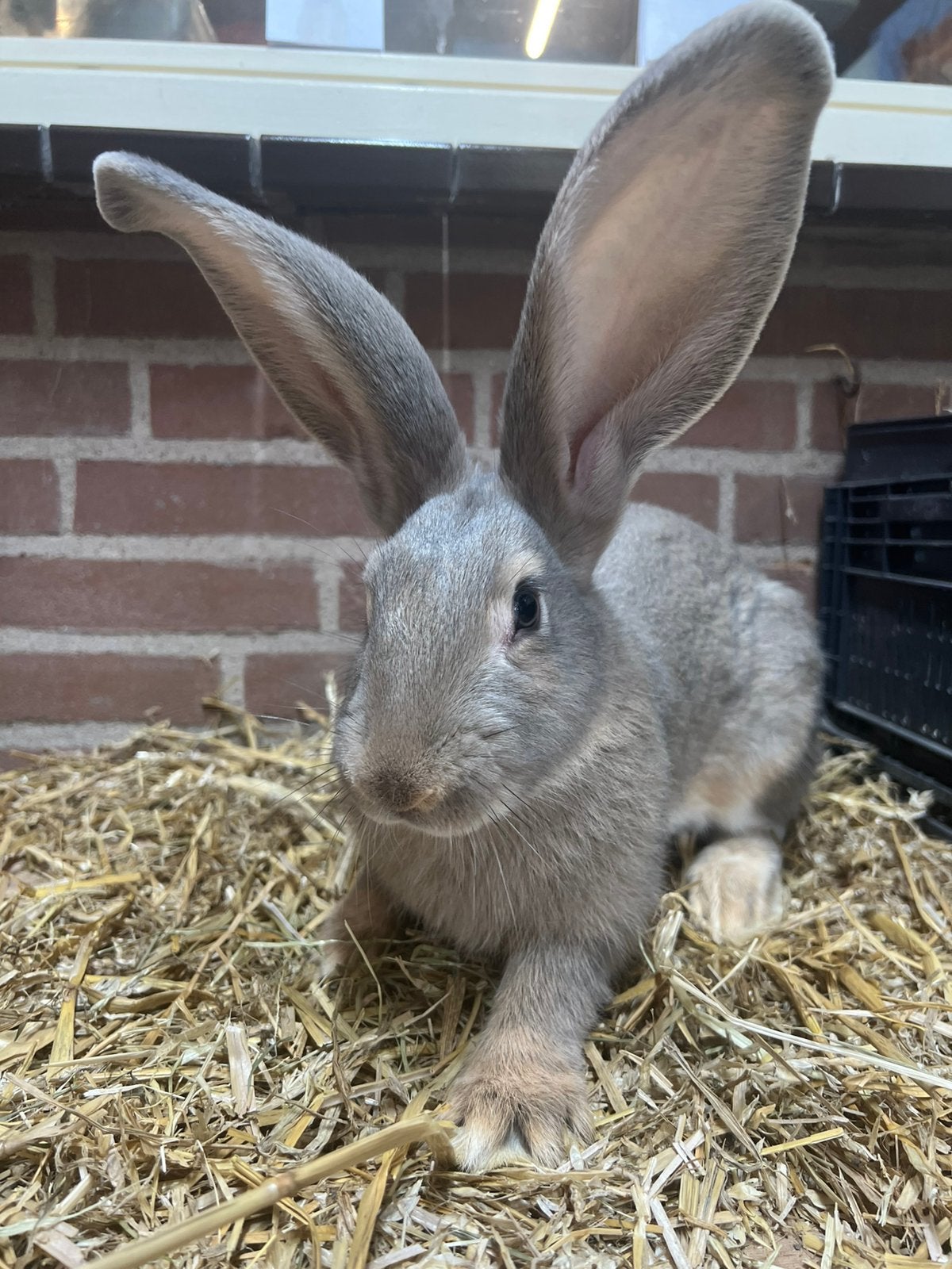 4 jonge vlaamse reus rammen, Dieren en Toebehoren, Mannelijk, Groot