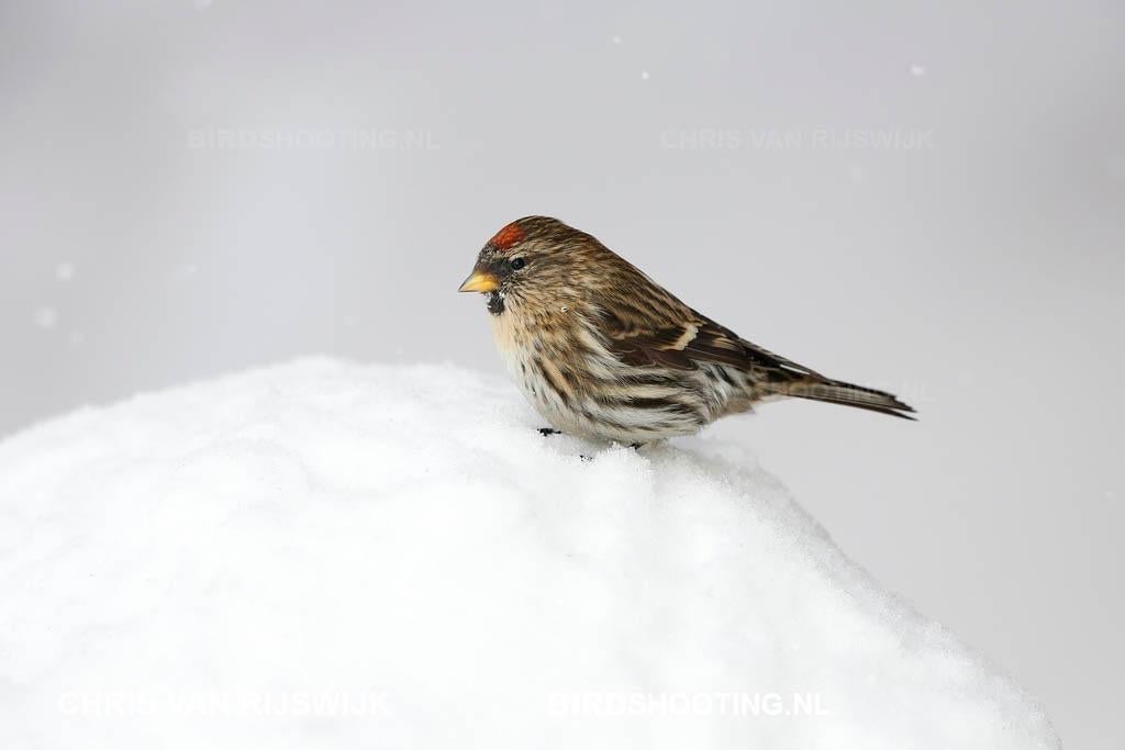 ROSTRAT BARMSIJS (GROENLANDSE), Dieren en Toebehoren, Vogels | Overige Vogels, Wildzangvogel, Meerdere dieren, Tam, Geringd