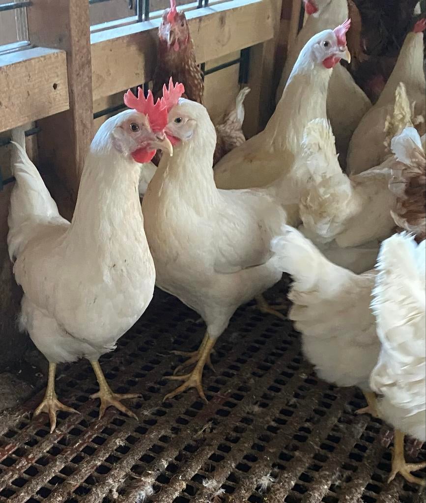 Jonge hennen legkippen witte leghorn19 week leghennen kippen, Vrouwelijk, Kip