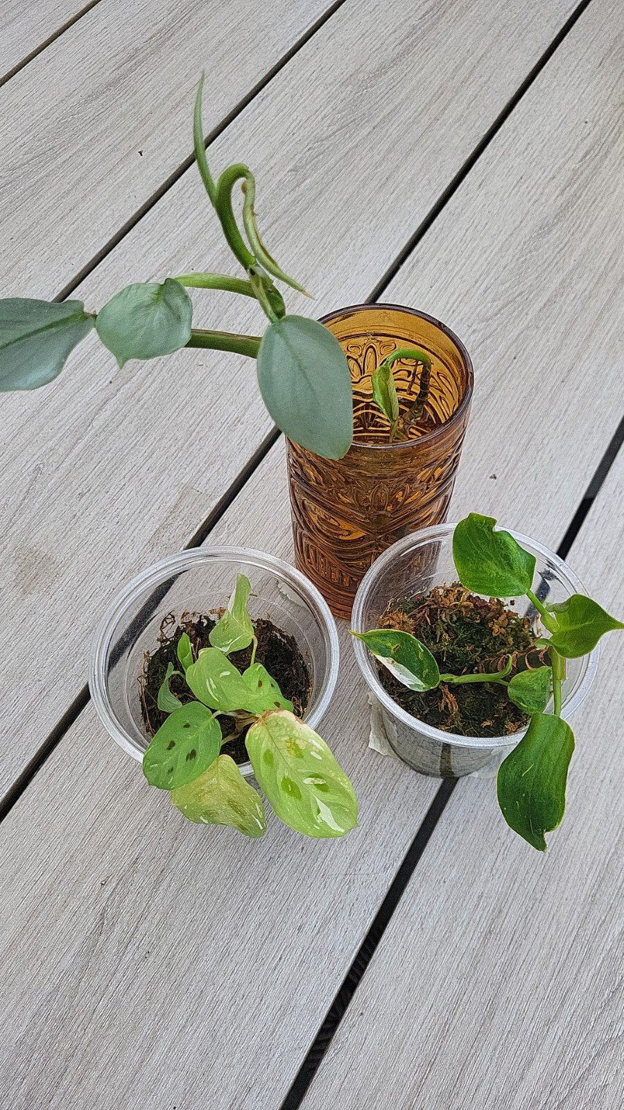 3 kneusjes: Philodendron & Maranta - Zoeken liefdevol thuis, Overige soorten, In pot, Minder dan 100 cm, Groene kamerplant