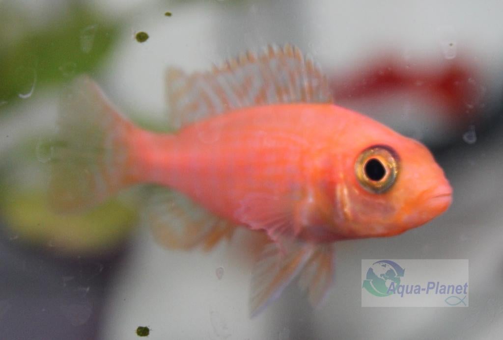 Aulonocara sp. "Fire Fish", Dieren en Toebehoren, Vissen | Aquariumvissen, Vis, Zoetwatervis