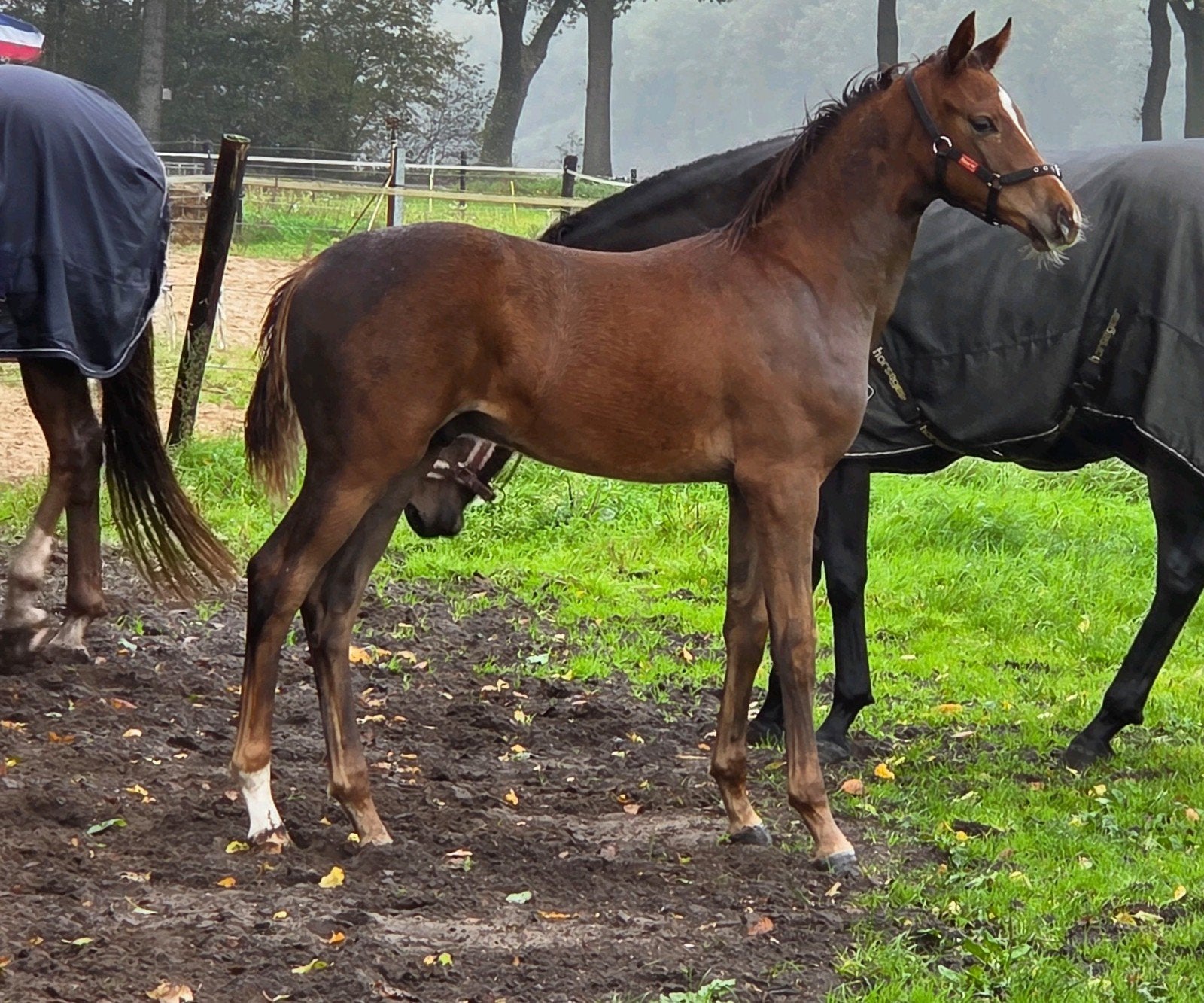 Kwpn hengstveulen, Hengst, Dressuurpaard, 0 tot 2 jaar