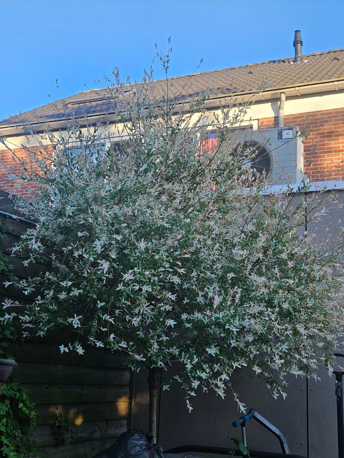 Mooie boom Salix integra Hakuro-nishiki (Japanse wilg), Overige soorten, Lente, 250 tot 400 cm, Ophalen