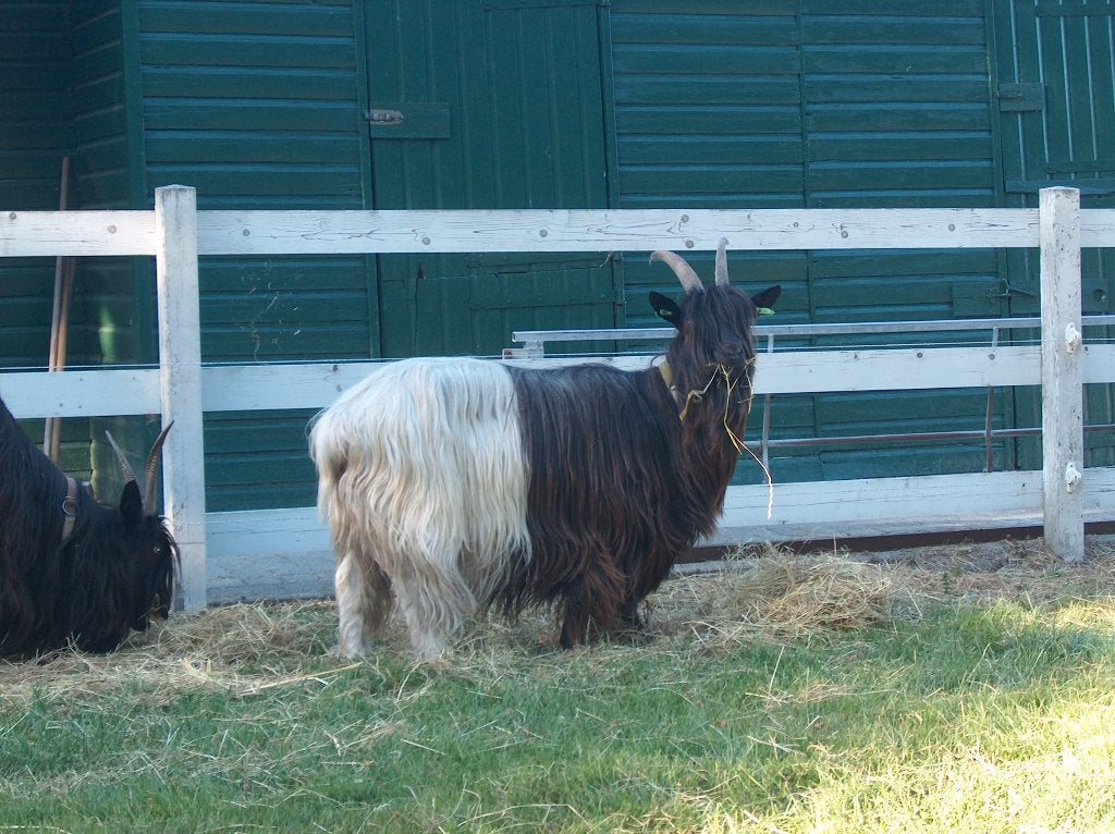 Koppel Wallische geiten + bok, Dieren en Toebehoren, Schapen, Geiten en Varkens, Meerdere dieren, Geit