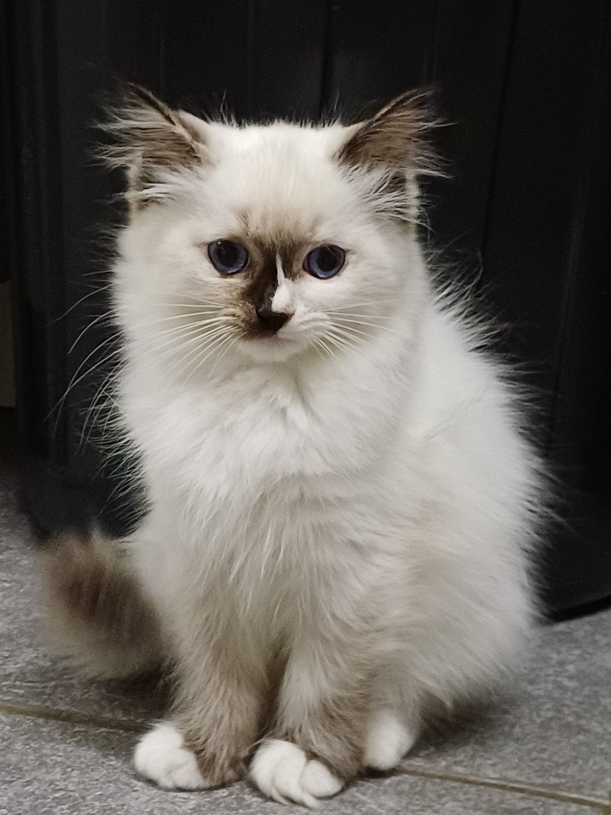 Prachtig Ragdoll poesje met stamboom mag verhuizen., Dieren en Toebehoren, Poes, Met stamboom