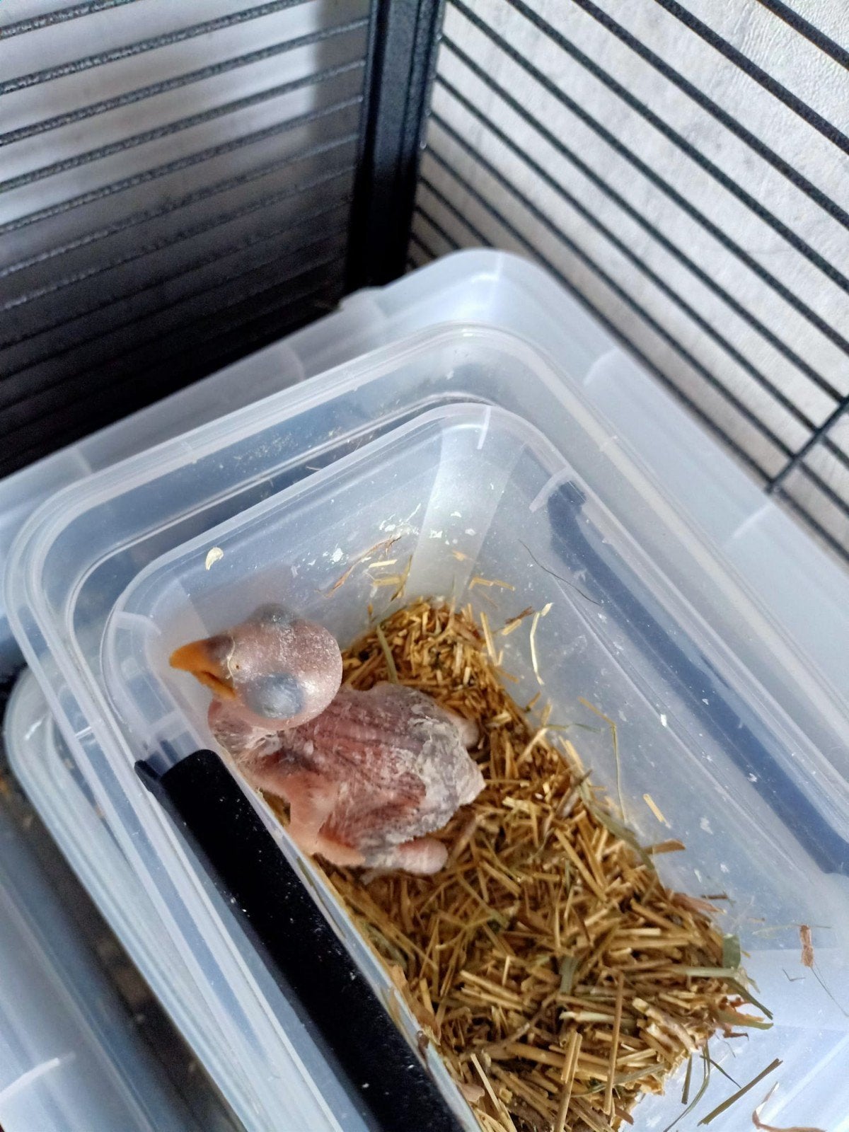 Jonge Edelpapagaaitjes te reserveren, Meerdere dieren, Papegaai, Pratend