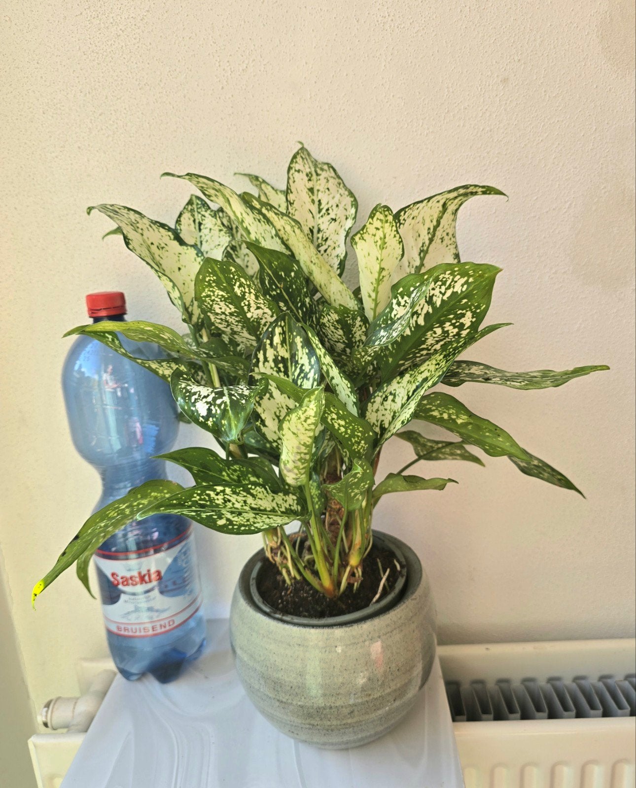 Mooie Aglaonema met sierpot., Ophalen of Verzenden, Halfschaduw, Minder dan 100 cm