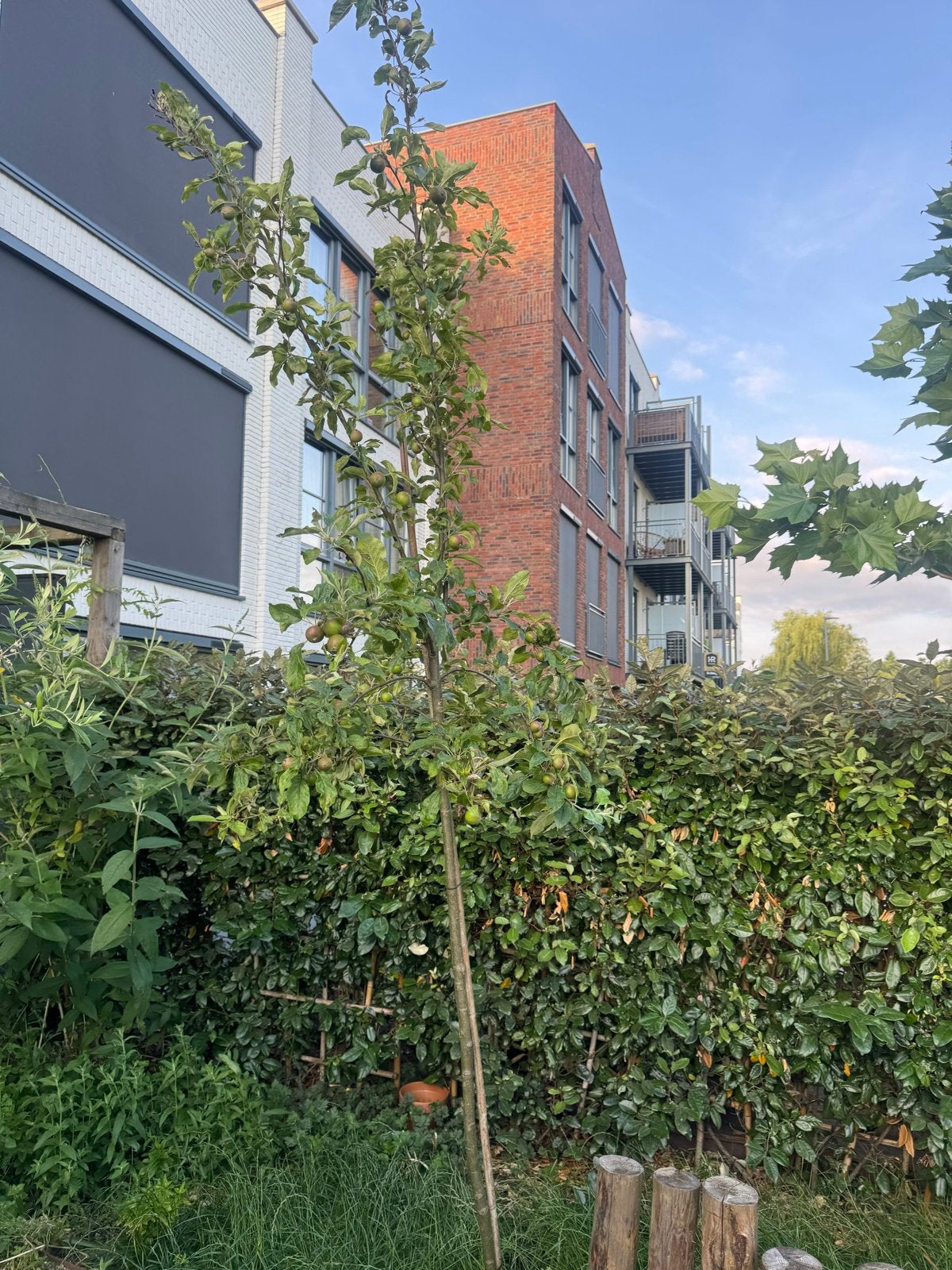 Prachtige appelboom, 3 meter hoog, groeit snel, Overige soorten, Lente, 250 tot 400 cm, Ophalen