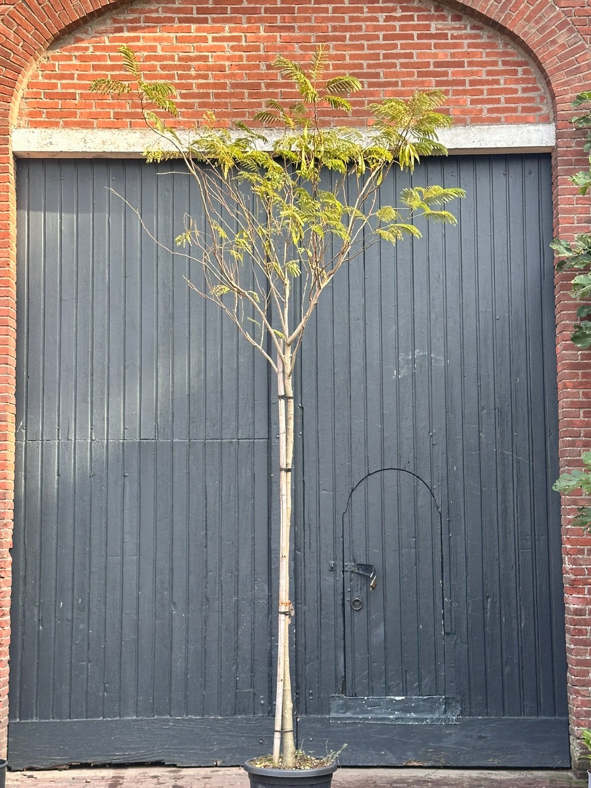 Hoogstam Albizia julibrissin (perzische slaapboom), Tuin en Terras, Overige soorten, 100 tot 250 cm, Zomer, Ophalen