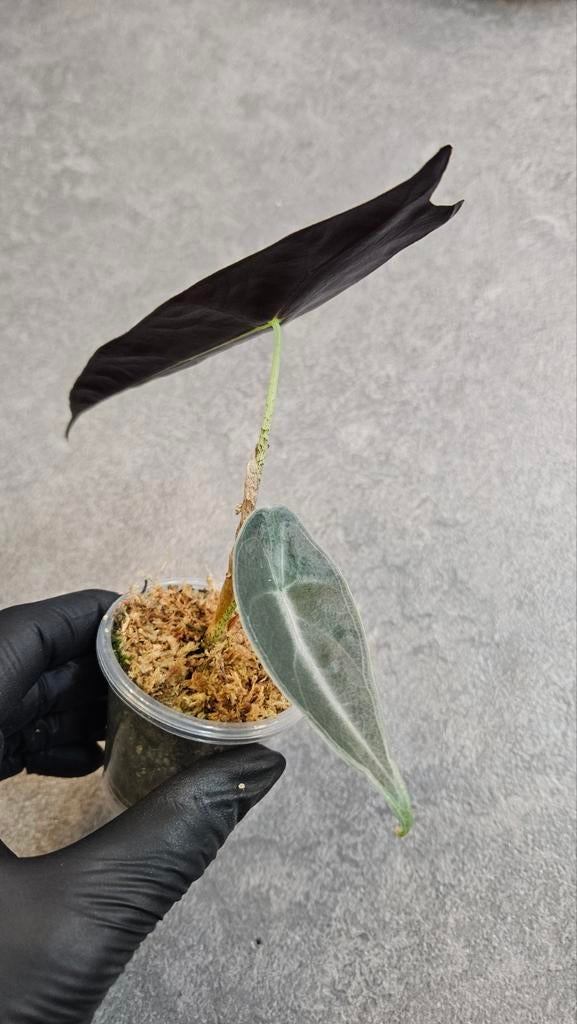 Alocasia Longiloba Purple, Ophalen of Verzenden, Halfschaduw, Minder dan 100 cm
