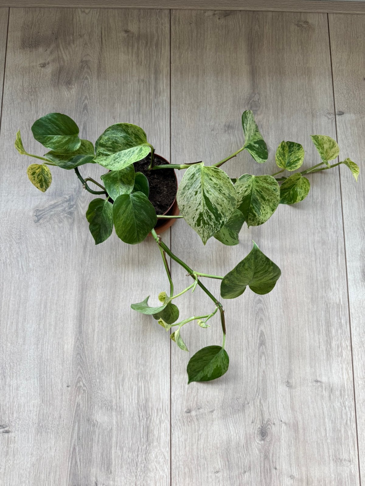 Epipremnum aureum planten stekjes, Ophalen, Halfschaduw, Minder dan 100 cm