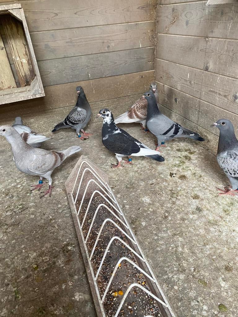 Postduif, Dieren en Toebehoren, Vogels | Duiven, Meerdere dieren, Postduif
