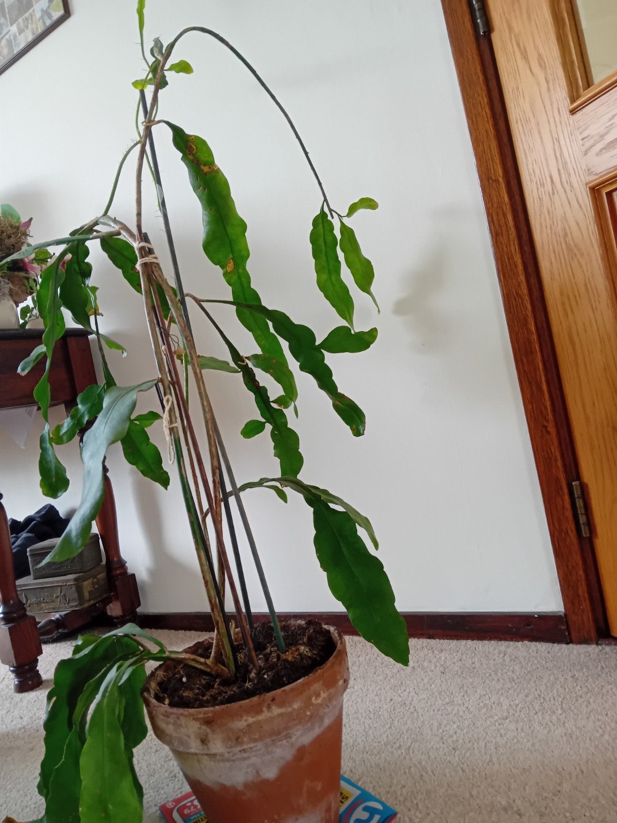 Epiphyllum Anguliger (Zaagcactus) - Unieke Kamerplant, 100 tot 150 cm, Overige soorten, In pot, Groene kamerplant