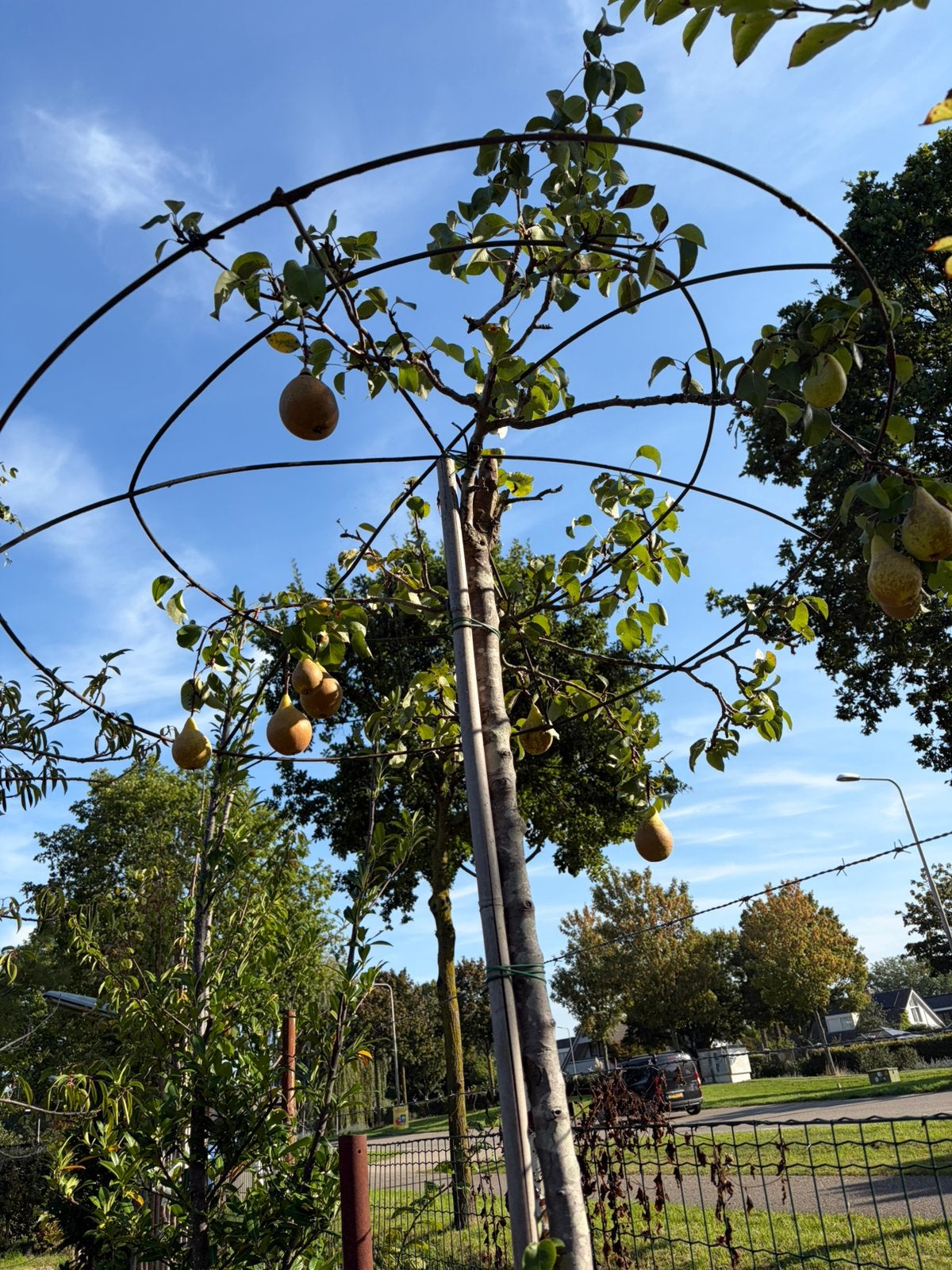 Dak perenboom conference lekkere hand peren nu voor €125,00, Tuin en Terras, 100 tot 250 cm, Dakboom, Zomer, Ophalen