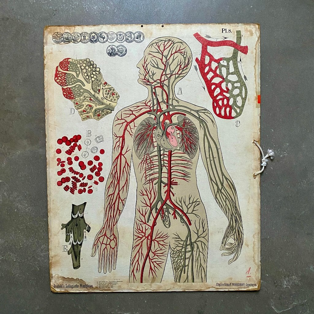 Schoolplaat Bloedvatenstelsel, Antiek en Kunst, Ophalen of Verzenden, Natuur en Biologie