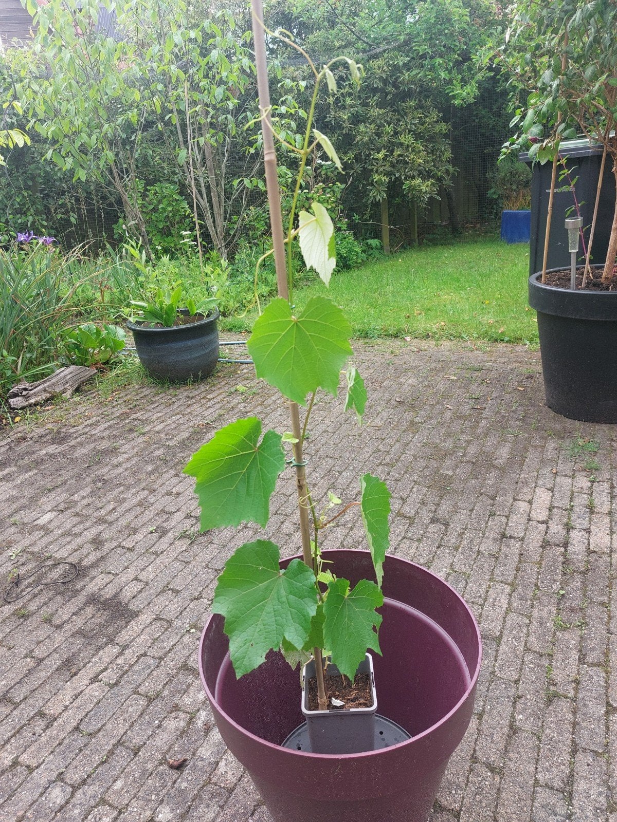 Blauwe druif Vitis lambrusca ofwel 'Fox grape'  te koop, Ophalen, Volle zon, Vaste plant, Fruitplanten