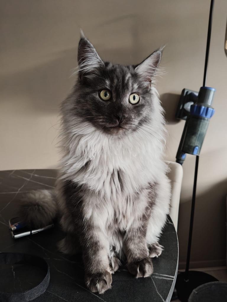 Main Coon, Matcha, Poes, Gechipt, 0 tot 2 jaar