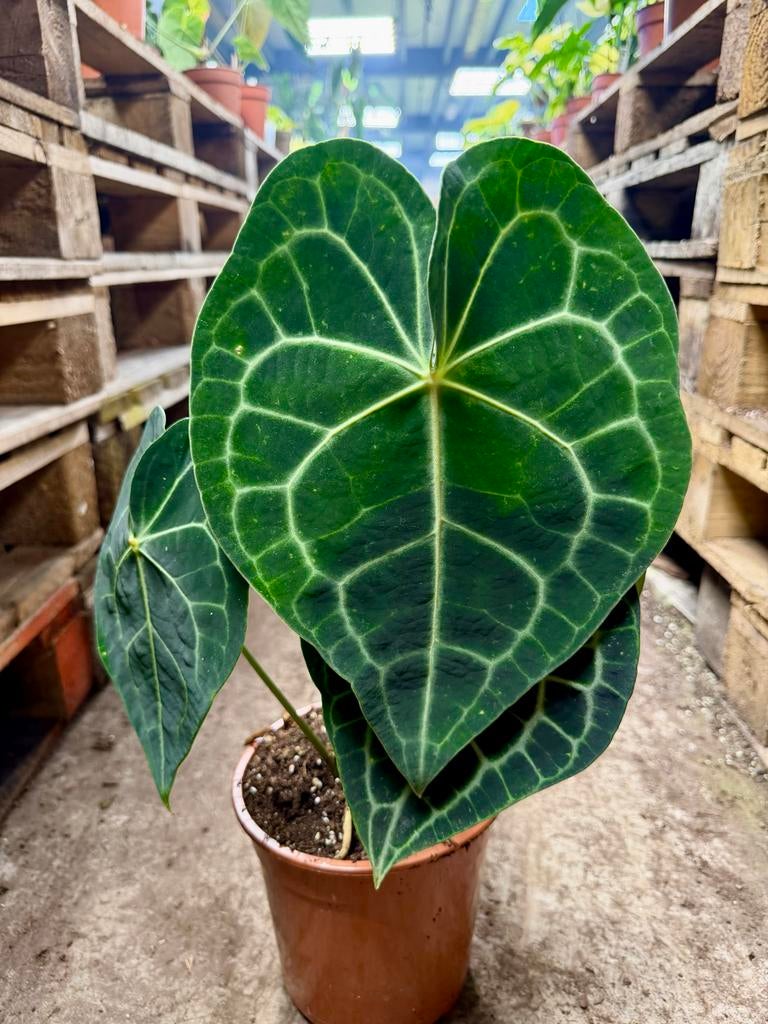 Anthurium clarinervium, Overige soorten, In pot, Minder dan 100 cm, Groene kamerplant