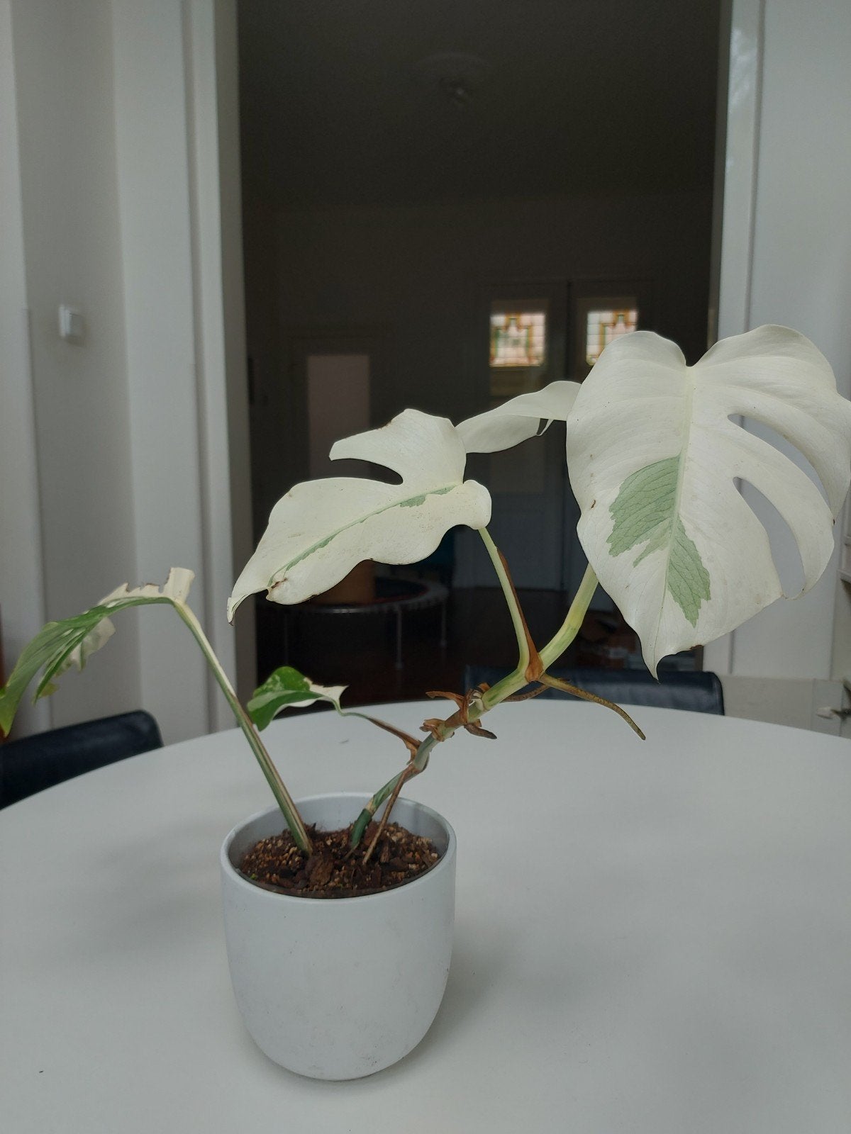 Monstera Variegata – veel wit, Ophalen, Halfschaduw, Minder dan 100 cm