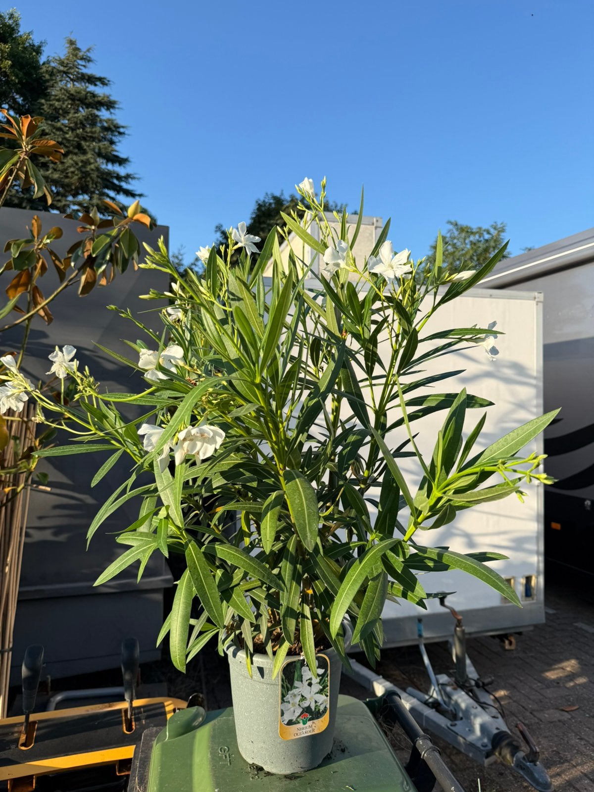 Oleanders grote planten 80/90  4,5 lite pot nu in teteringen, Volle zon, Vaste plant, Zomer, Ophalen