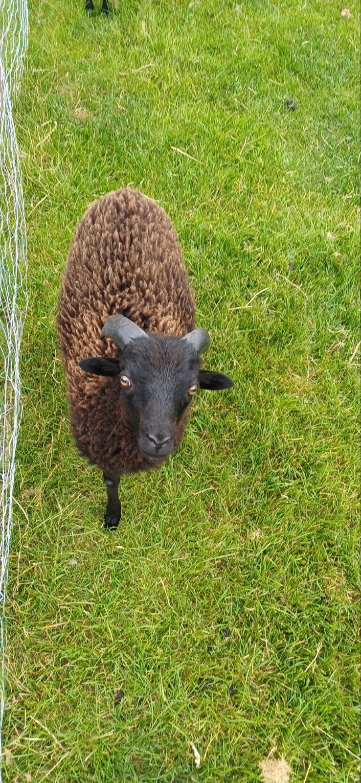 Ouessant schaap ram., Mannelijk, Schaap