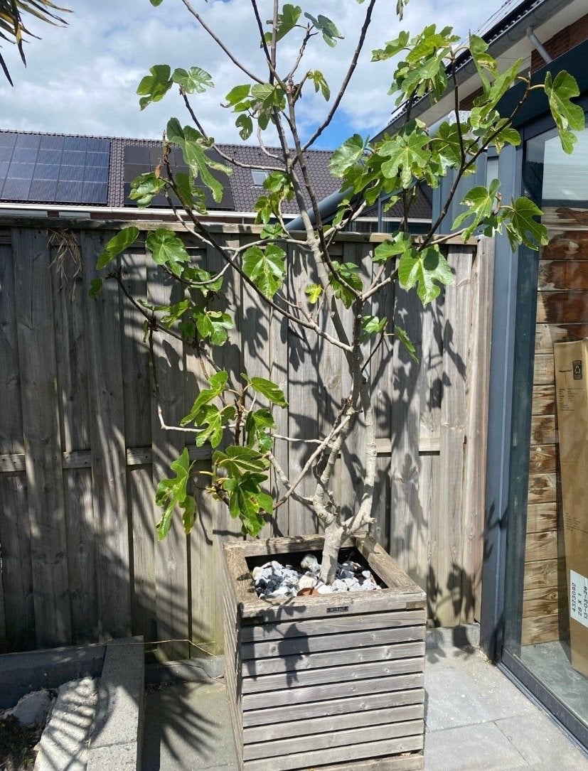 Twee prachtige vijgenbomen, Ophalen, Lente, Volle zon, In pot