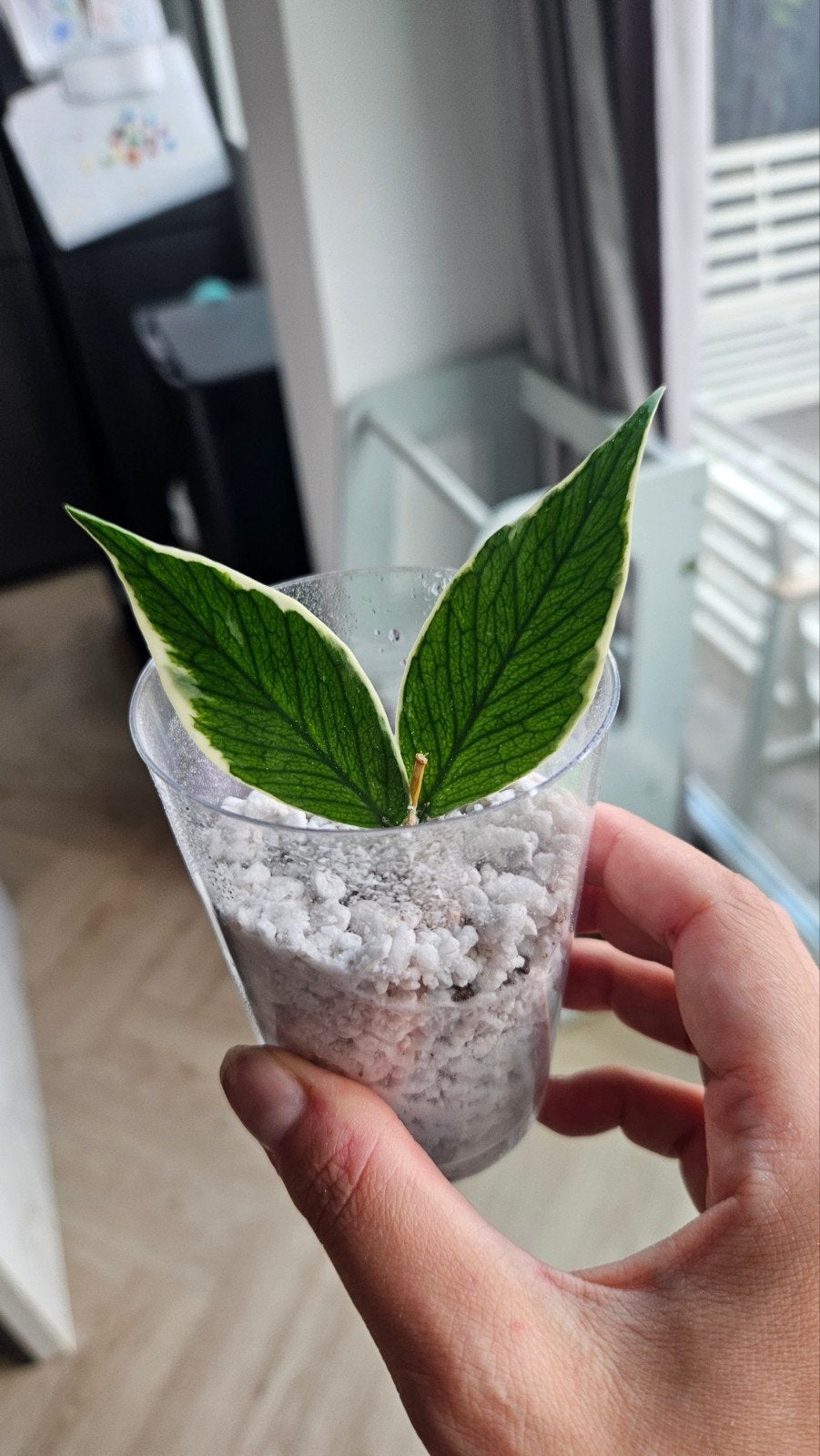 Hoya polineura variegata, Ophalen of Verzenden, Halfschaduw, Minder dan 100 cm