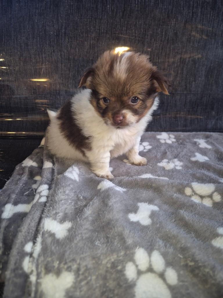 Prachtige boomer pup, Maltezer, Reu, 8 tot 15 weken, Eén hond